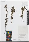 Foto von Salix myrsinifolia Salisb.